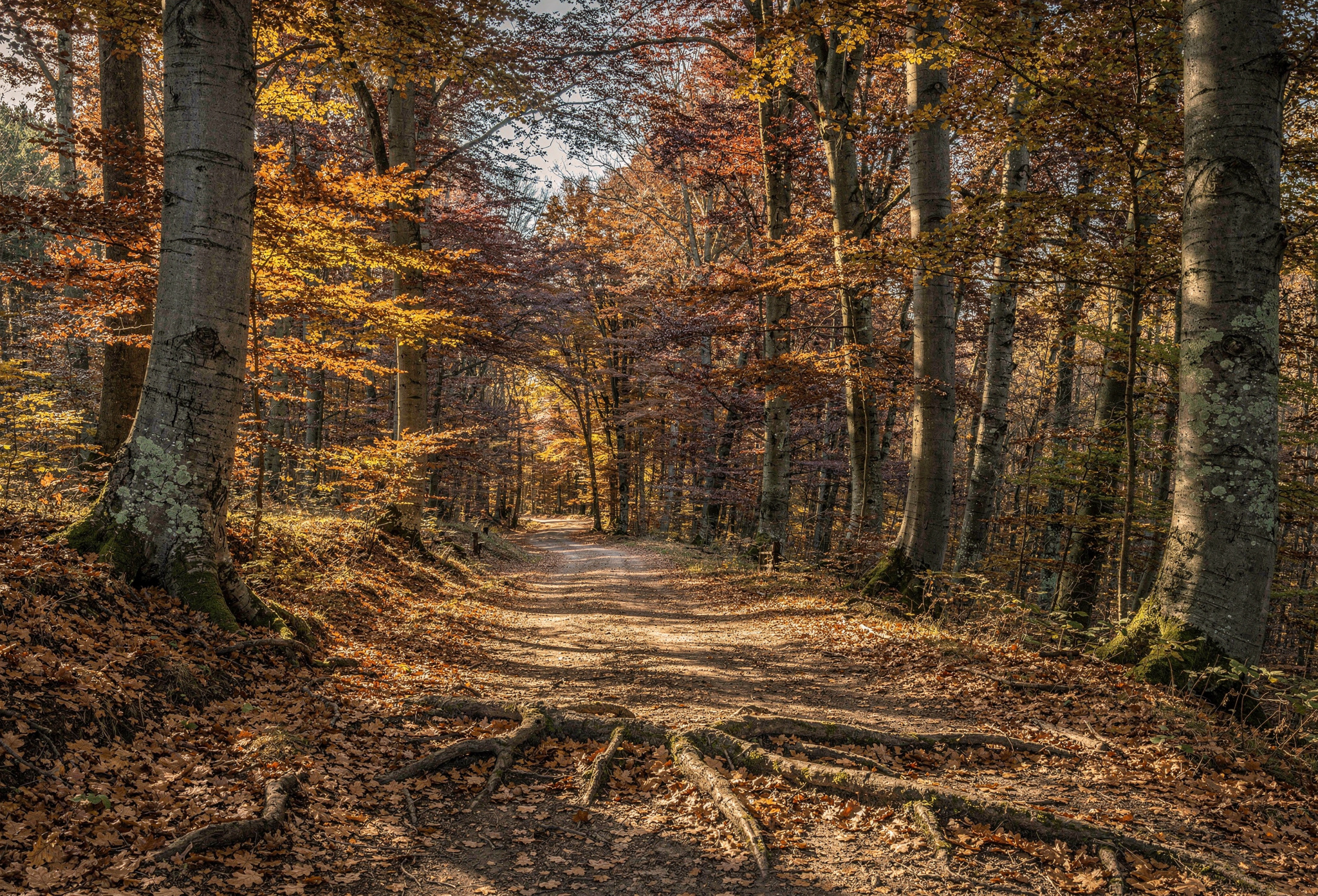 Sonbahar renkleriyle kaplı orman yürüyüş yolu